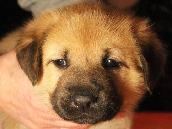 chinook puppy